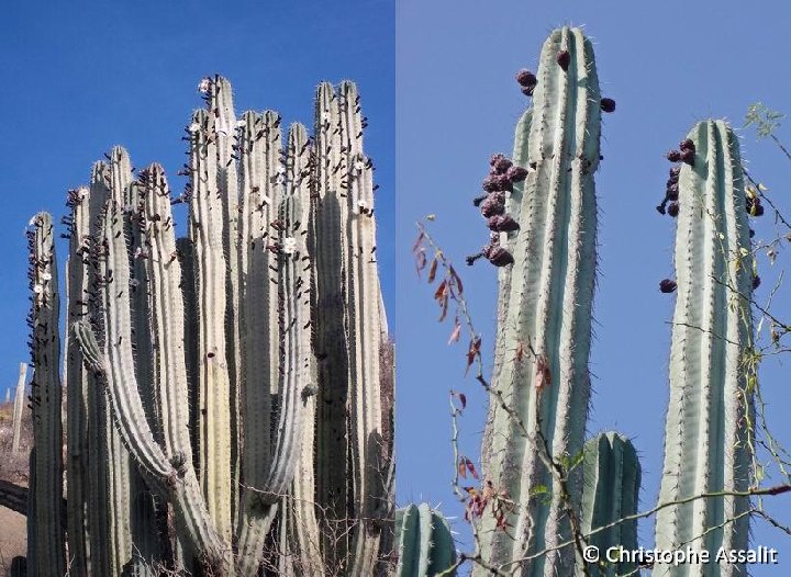 Pachycereus weberi Tehuacan, Pue., Mexico ©Christophe Assalit